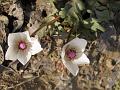 Turkistan Anemone